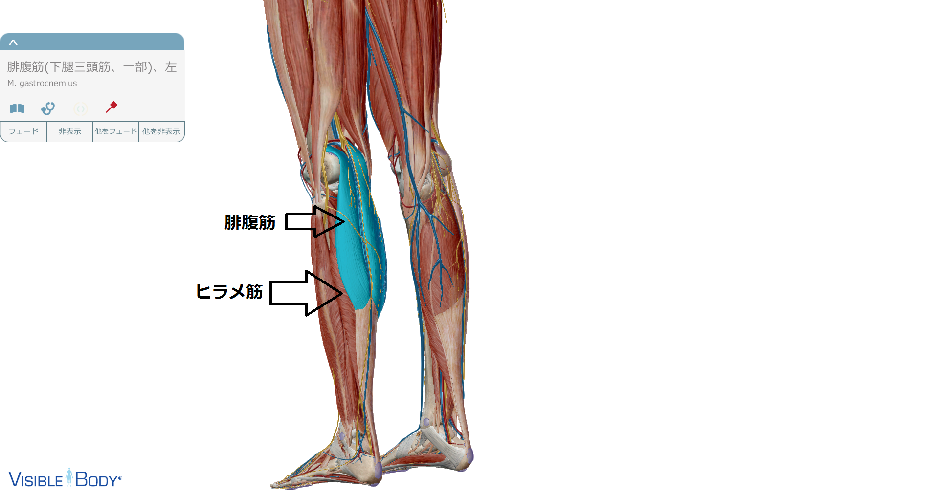 腓腹筋ヒラメ