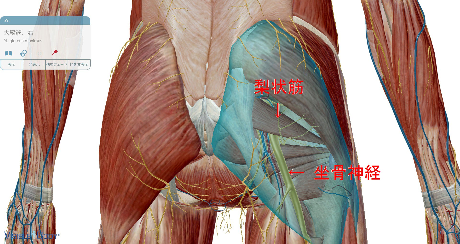 [20180401]梨状筋１
