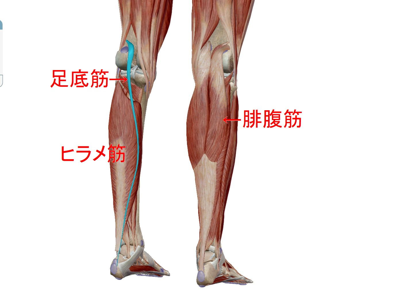 足 の 付け根 筋 が 痛い